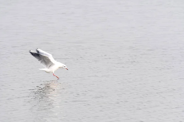 Möwe Fliegt Wasser — Stockfoto