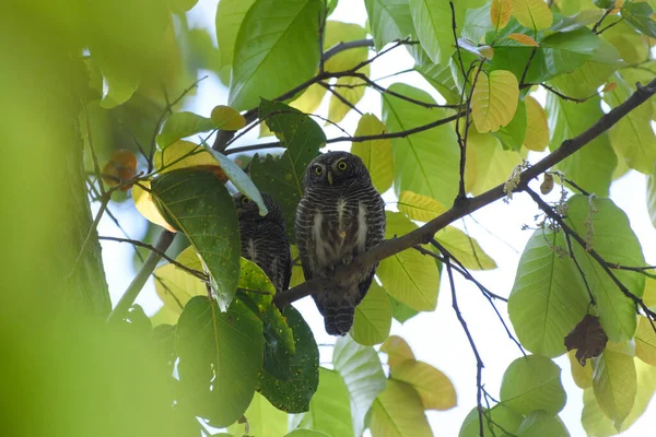 two owls on branch of a tree in the forest