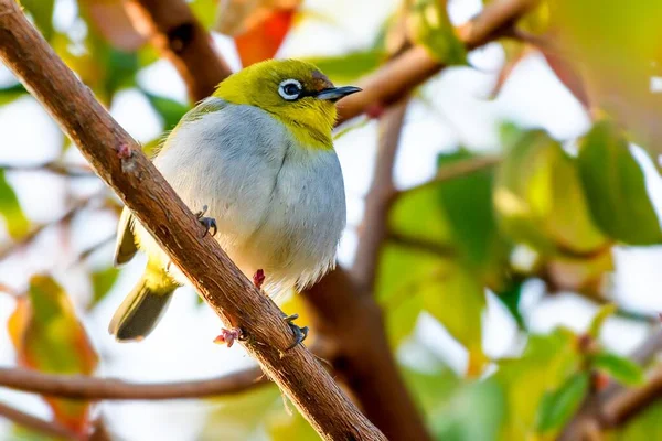 Mignon Oiseau Vert Blanc Sur Une Branche Arbre — Photo