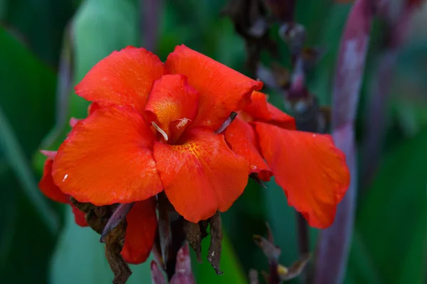 Belles Fleurs Rouges Dans Jardin — Photo