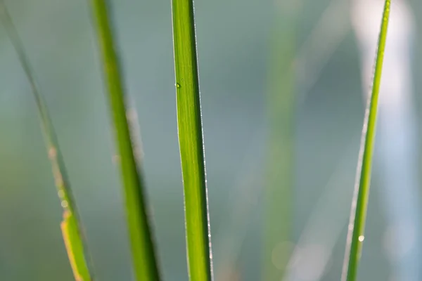 Grünes Gras Mit Tautropfen — Stockfoto