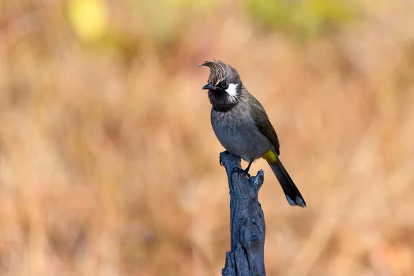 Bel Oiseau Dans Nature — Photo