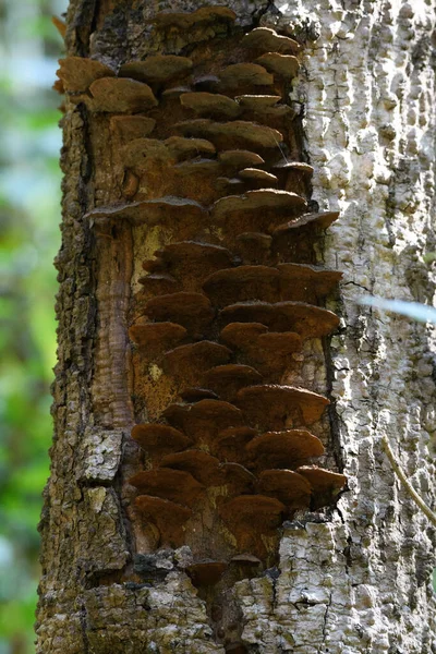 Setas Tronco Del Árbol Madera Vieja — Foto de Stock