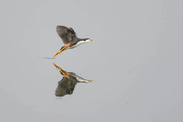 Reflexão Pássaro Voador Água — Fotografia de Stock