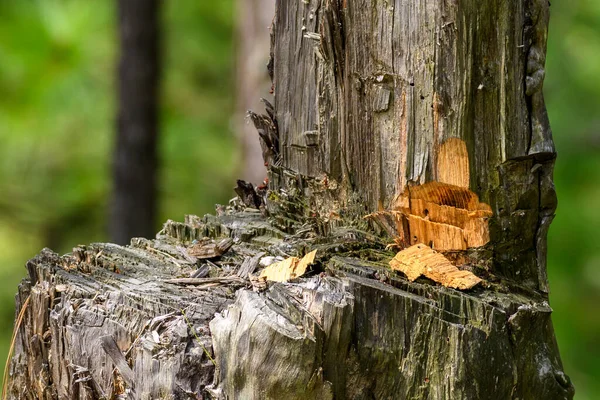 Closeup Shot Tree Stump — Stock Photo, Image