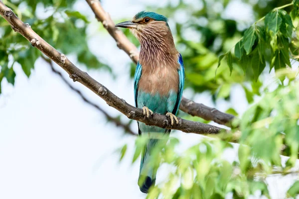 Seekor Burung Sedang Duduk Cabang Pohon Hutan — Stok Foto