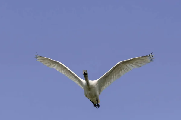 Gaviota Volando Cielo — Foto de Stock