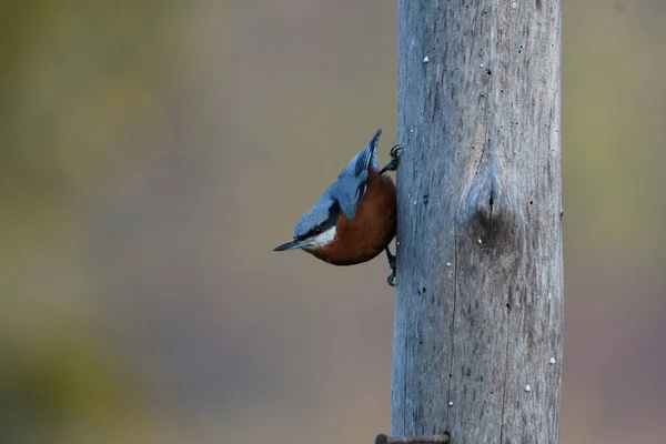 Pájaro Sentado Rama Del Árbol Día Soleado — Foto de Stock