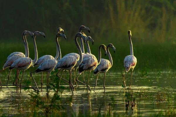 Suda Güzel Pembe Flamingolar — Stok fotoğraf