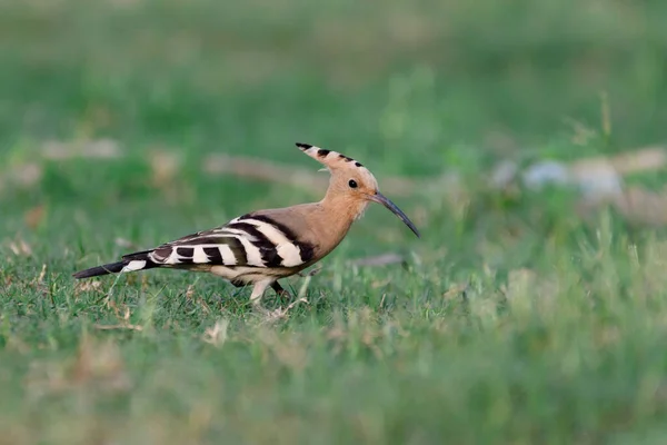 Bird Sitting Green Grass — Stock Photo, Image