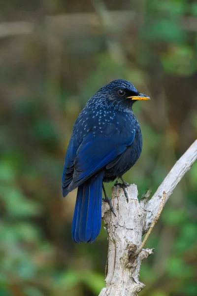 Gros Plan Oiseau Poitrine Bleue — Photo