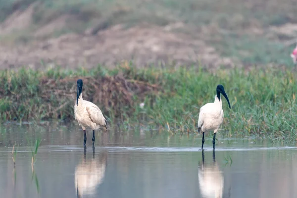 Cegonhas Brancas Lago — Fotografia de Stock