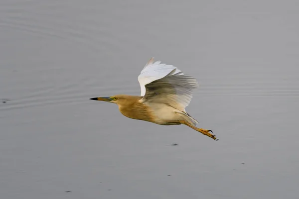 Vacker Vit Egret Flykt — Stockfoto