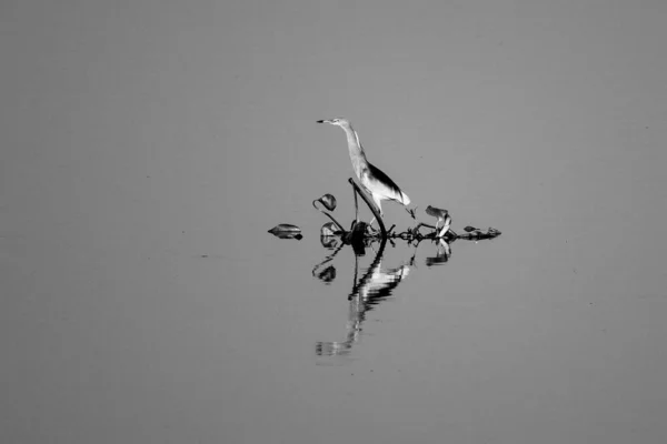 Gray Bird Perched Metal Construction Water — Stock Photo, Image