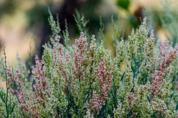 Vacker Botanisk Skott Naturliga Tapeter Växter Med Gröna Och Röda — Stockfoto