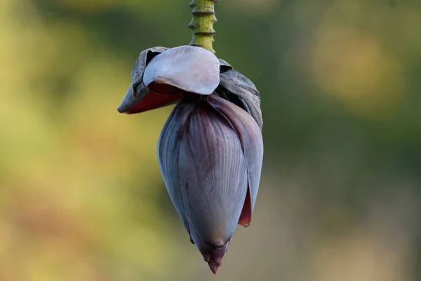 Closeup Shot Bird Beak Tree — Stock Photo, Image