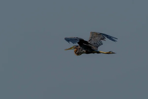 Mor Balıkçıl Mavi Gökyüzünde Uçuyor — Stok fotoğraf