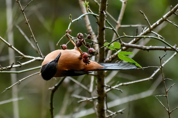 Langstaartklauwier Hangend Aan Een Tak — Stockfoto