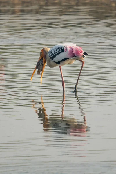 Painted Stork Fish Catch Painted Stork Hunting Fish Fish Mouth — Stock Photo, Image