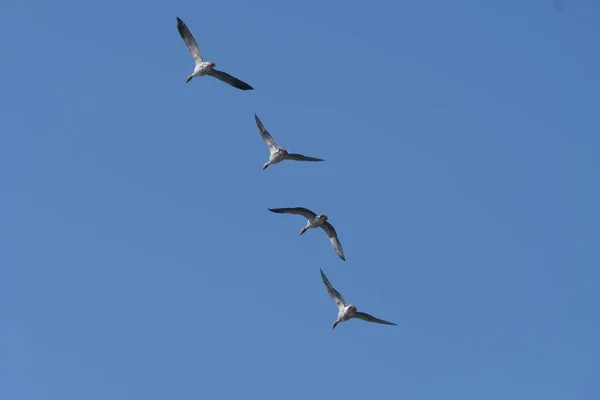 Gaviotas Volando Cielo — Foto de Stock