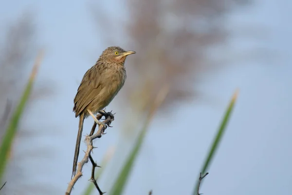 Uccello Sul Ramo Albero — Foto Stock