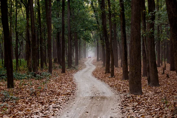 Ormanın Güzel Zemin Yolu Manzarası — Stok fotoğraf