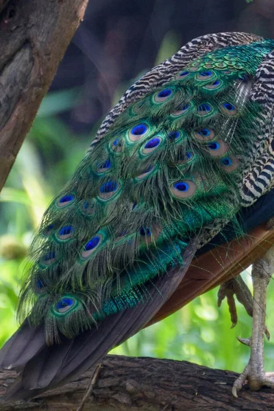 Pavo Real Pájaro Con Plumas Brillantes —  Fotos de Stock