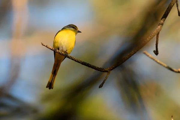 Pájaro Pecho Amarillo Sentado Una Rama — Foto de Stock