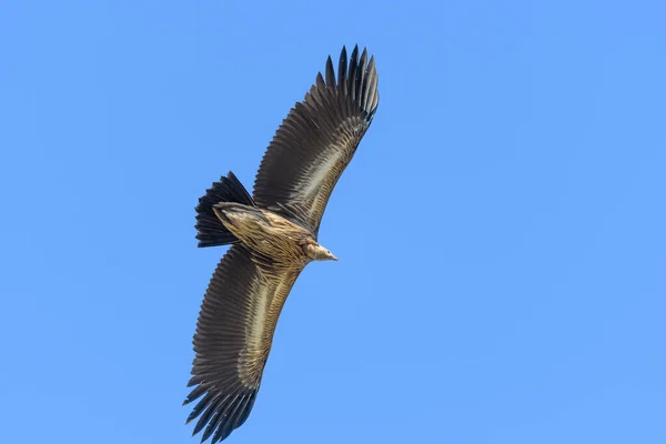 Pájaro Volando Cielo — Foto de Stock