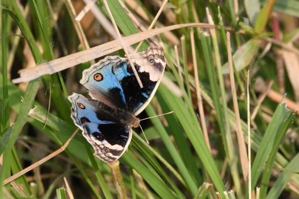 Borboleta Uma Grama Verde — Fotografia de Stock