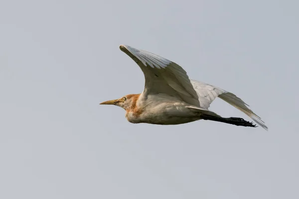 Cattle Egret Flying Sky — Stock Photo, Image