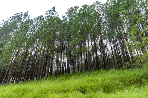 Beautiful View Coniferous Forest — Stock Photo, Image