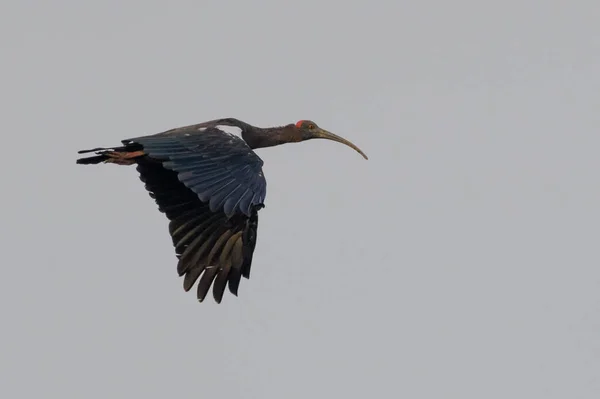 Kranich Fliegt Den Himmel — Stockfoto