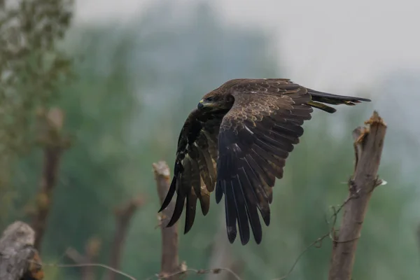 Doğada Uçan Kahverengi Kartal — Stok fotoğraf