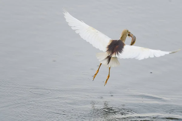 White Pelican Flight — Stock Photo, Image