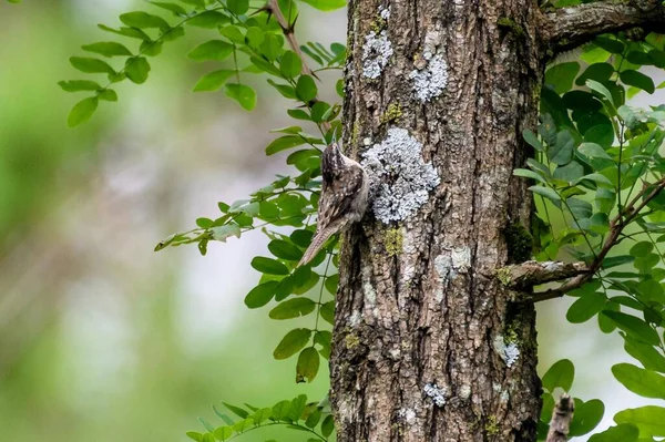 Vogel Neergestreken Een Boom — Stockfoto