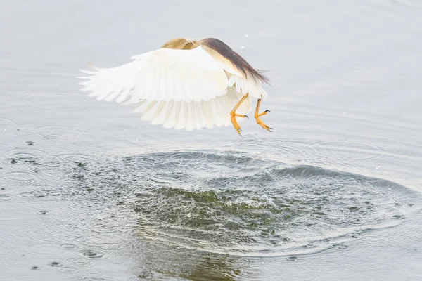 Gaivota Voando Acima Água — Fotografia de Stock