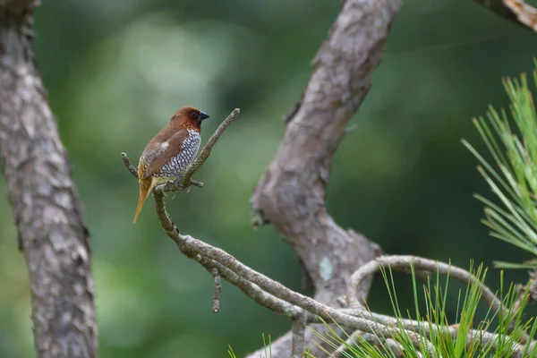 Een Vogel Een Tak Van Een Boom — Stockfoto