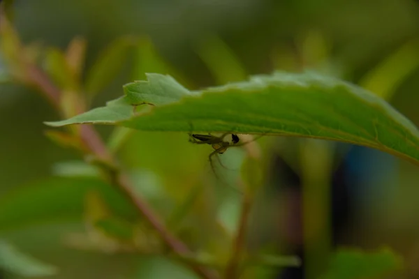 Een Close Shot Van Een Sprinkhaan Een Groen Blad — Stockfoto