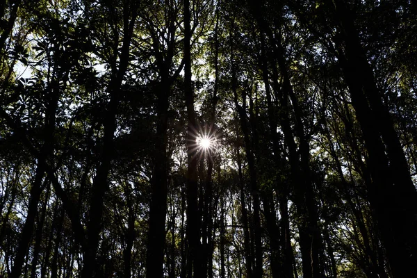 Прекрасный Вид Лес Солнечные Лучи Сквозь Темные Деревья — стоковое фото
