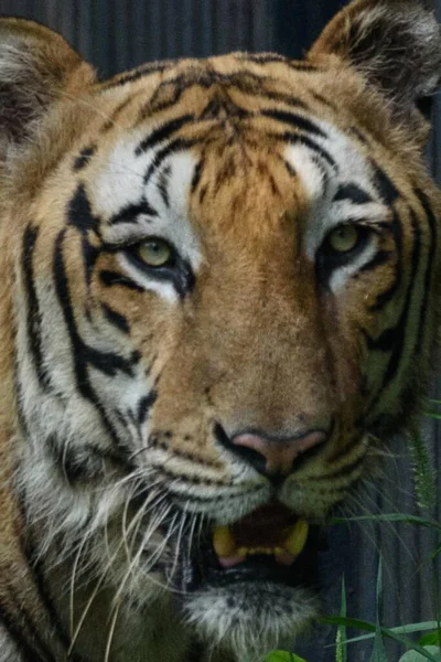 Tigre Allo Zoo — Foto Stock