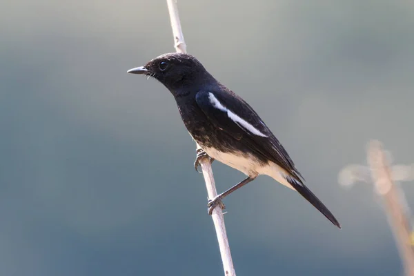 Pájaro Negro Una Rama — Foto de Stock