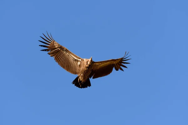 Águila Calva Volando Cielo — Foto de Stock