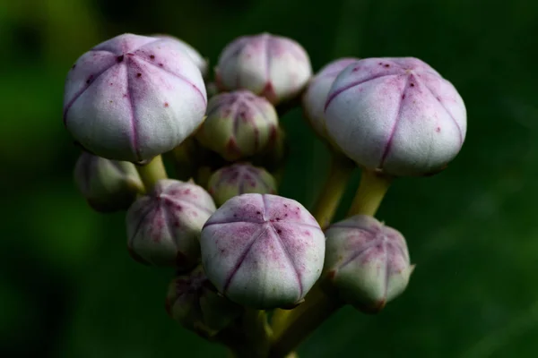 Beautiful Botanical Shot Natural Wallpaper Pink Flower Buds — Stock Photo, Image