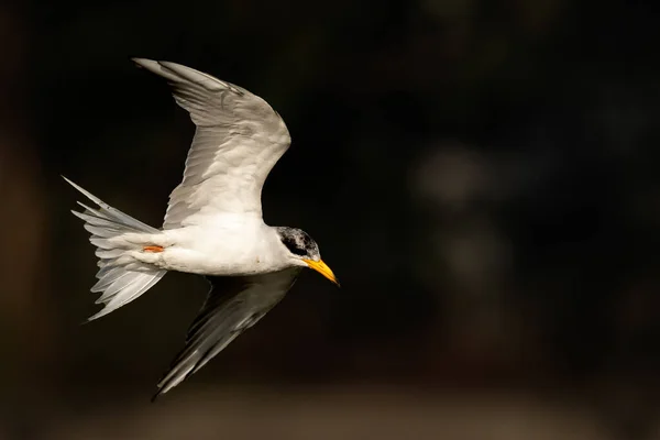 Flussseeschwalbe Fliegt Bei Sonnenaufgang Über Das Wasser — Stockfoto