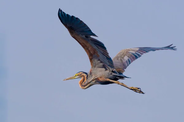 Nahaufnahme Eines Schönen Großen Vogels Flug — Stockfoto