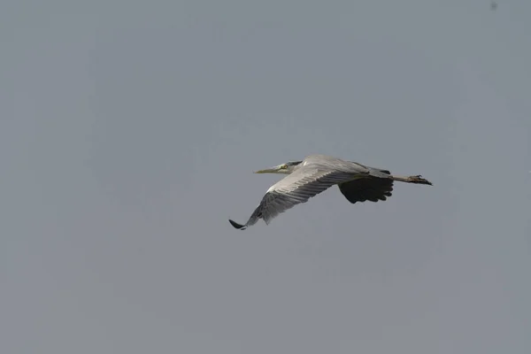 Ein Vogel Flug — Stockfoto