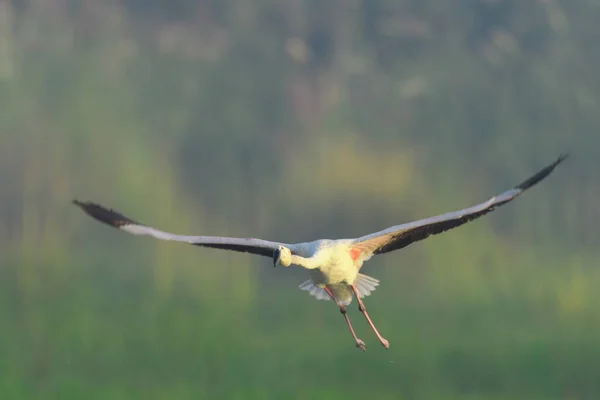 Rózsaszín Flamingó Repülés Közben — Stock Fotó