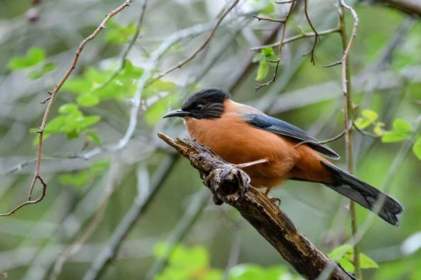 Oiseau Sur Une Branche — Photo