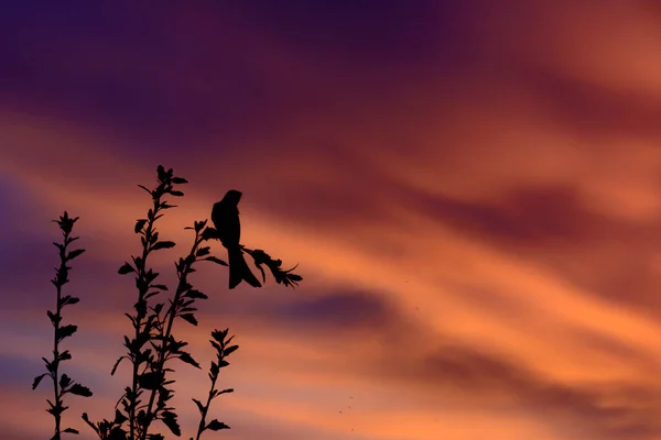 Silhouette Tree Bird Sunset Sky — Stock fotografie